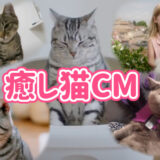 猫好きが選ぶ！最高に可愛くて癒される猫のCM5選