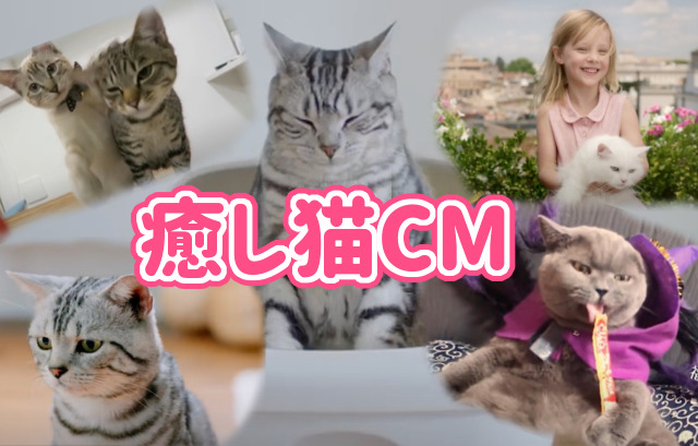 猫好きが選ぶ！最高に可愛くて癒される猫のCM5選